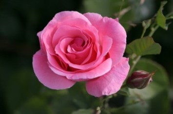 Obituary of Margaret K. Burnett