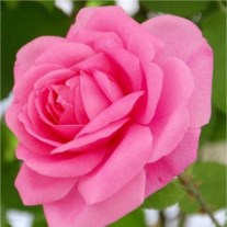 Obituary of Edith K. Hebert