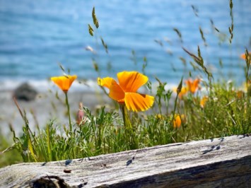 Obituary of David Malcolm Mitchell