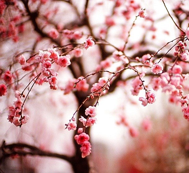 Obituary of Mary Radke