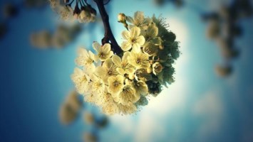 Obituario de Norma Joy Scott