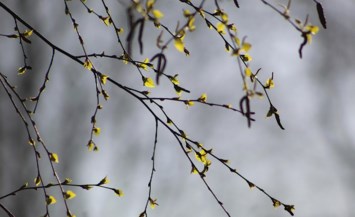 Obituary of Dean Virgil Reesey III