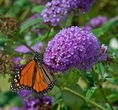 Obituary of Ann Burgess Siegenthaler