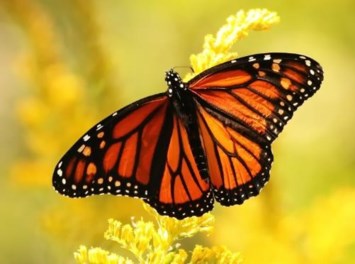 Obituary of Jacqueline Lee Hatch