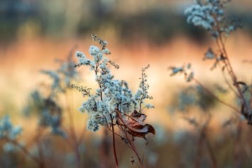 Obituary of Jacquelyn Joy Guenther