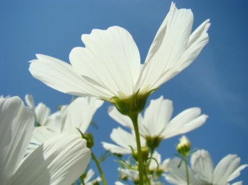 Obituary of Sharon Dunlap