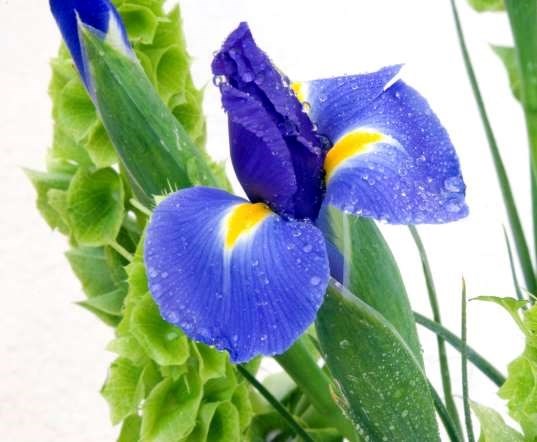 Obituary of Edith Brown