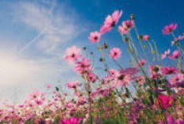Obituary of Sharon Lee Waddicar