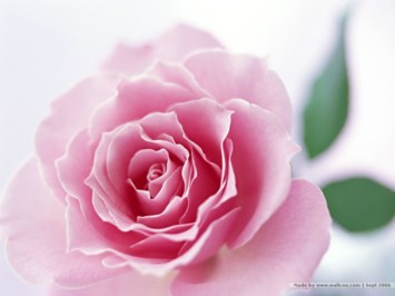 Obituary of Janice Reynolds