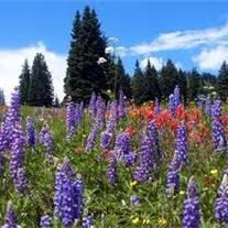 Obituary of Patricia Ann Higginson