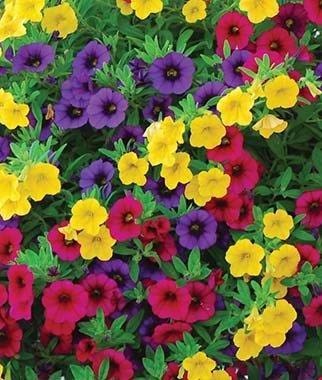 Obituary of Junella Rose Moore