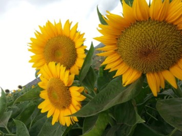 Obituary of Doris Kaumelani Amorin