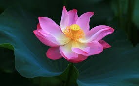 Obituary of Raquel Hernandez