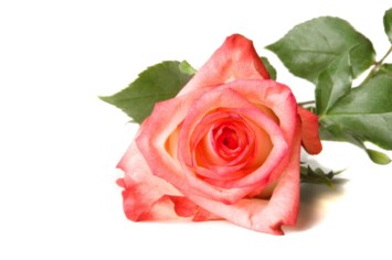 Obituary of Terri Lynn Smith