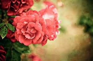 Obituary of Julia Josephine Flynn