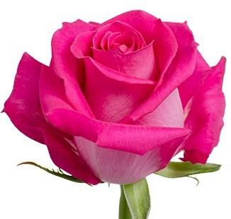 Obituary of Geraldine Marie Ege