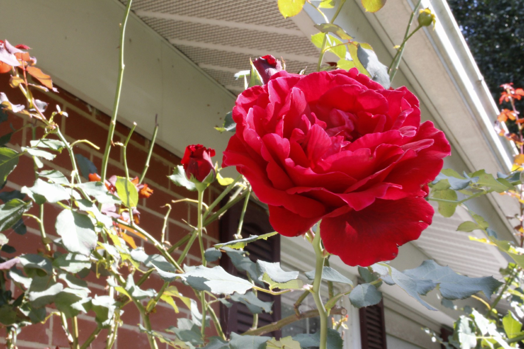 Obituary of Ruth Bennett Tippett