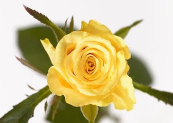 Obituary of Annie Lorraine Green