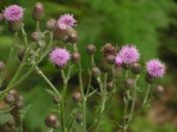 Obituary of Dolores E. Culver