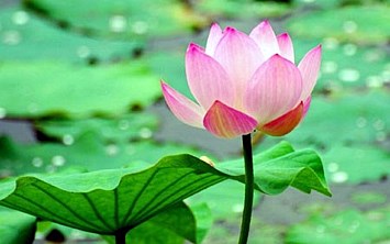 Obituary of Hue Thi Nguyen