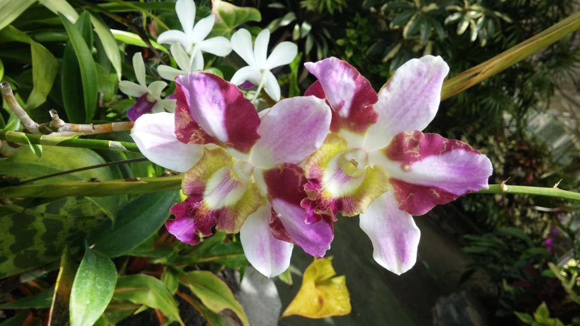 Obituary of Margaret Sueko Fujita