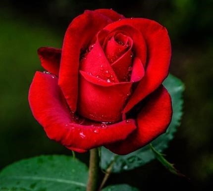 Obituary of Gary Phuoc Ba Tran