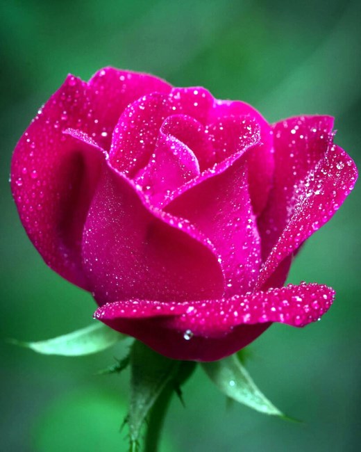 Obituary of Nancy J. Vaughn