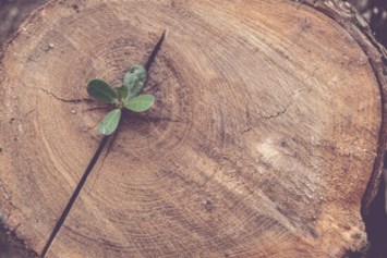 Obituary of William Allen Price