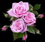Mary Bush