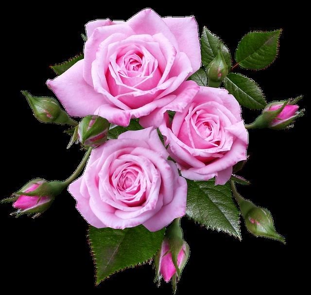 Obituary of Mary Elizabeth Bush