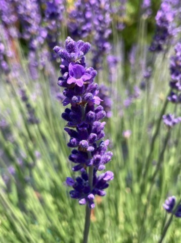 Avis de décès de Murry Gardner Jr.