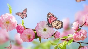 Obituary of Carol Senatore
