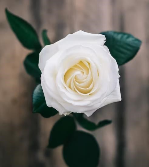 Obituario de Yueh-Kan Kang