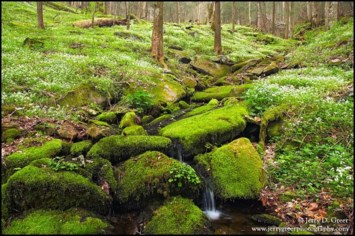 Obituary of Mildred C. Dees