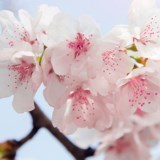 Obituary of Little Miss Madison Grace Reece