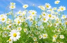 Obituary of Barbara Webb Schmidt