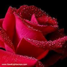 Obituary of Rose Giusto