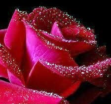 Obituary of Rose Giusto