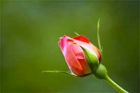 Obituary of Ava Rose Rylee