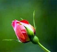 Obituary of Ava Rose Rylee