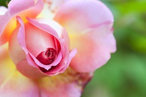 Obituary of Mary E Herget