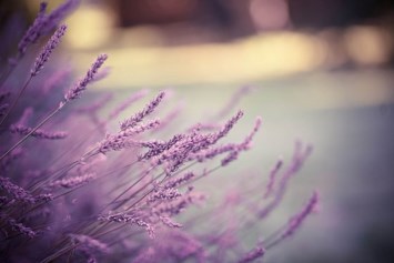 Obituary of Emily Elizabeth Daugherty