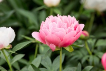 Obituary of Haddy Alice Springer