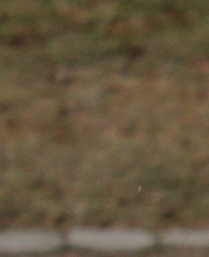 Nancy A Copeland Obituary Houston TX Nancy A Copeland Obituary Houston TX