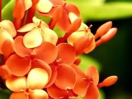 Obituary of Sally Slee Brant