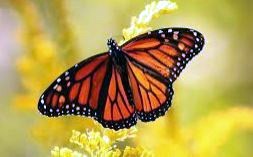 Obituary of Helen O'Connor-Moore