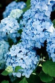 Obituary of Helen Darreline Isom
