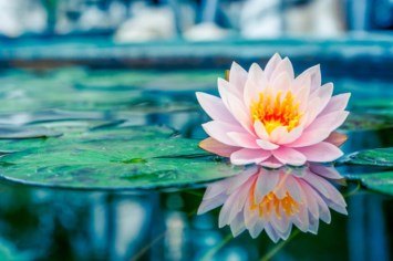 Obituary of Canh Son