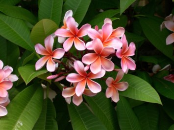 Obituary of Nydia Swayne