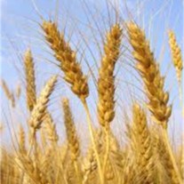 Obituary of Delbert L. Stevens